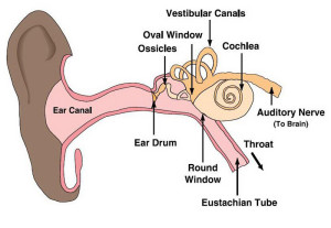 Scuba Diving Ear Diagram